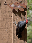 Acorn Woodpecker